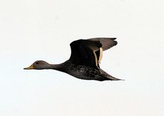 Magellangans (8 von 9).jpg